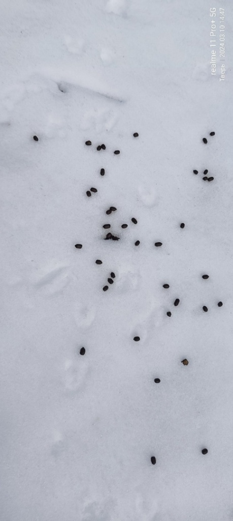 следы пребывания оленей в окрестностях Рябеевского шоссе (фото Людмилы Катаускайте)